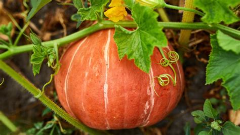 Consejos Para La Cosecha De Calabazas C Mo Y Cu Ndo Recolectarlas