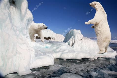 Oso Polar Que Está Parado En El Bloque De Hielo — Foto De Stock