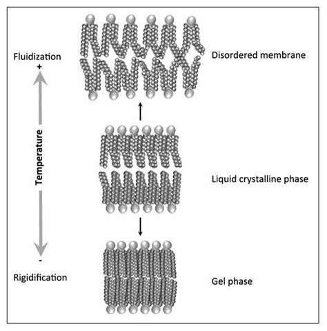 Schematic Representation Of Variations In Membrane Structure Exposed To