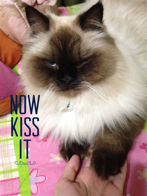 Snob Cat Cat Love Cats Kitty