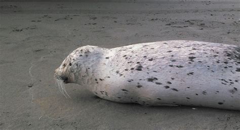 Dead Seal Found At Ocean Shores Killed By 18 Foot Great White Shark