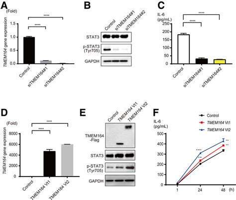 Tmem164 And Stat3 Activation Il6 Expression In Tmnk1 Cells A