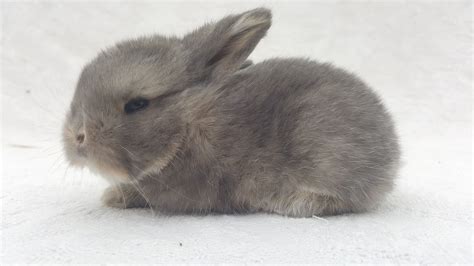 Vm Grey Holland Lop Baby Holland Lop Animals Holland