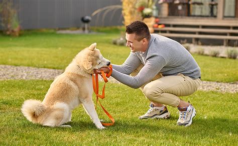 Deber As Educar O Entrenar A Tu Perro Qu Diferencias