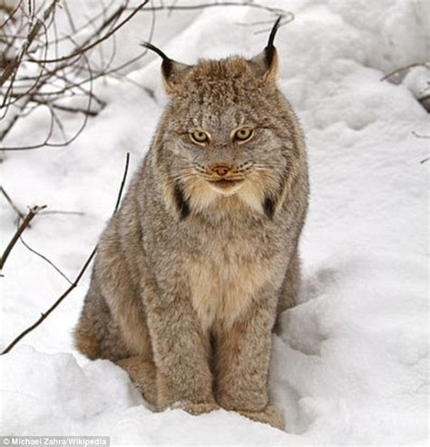 The Missing Lynx Earth In Transition