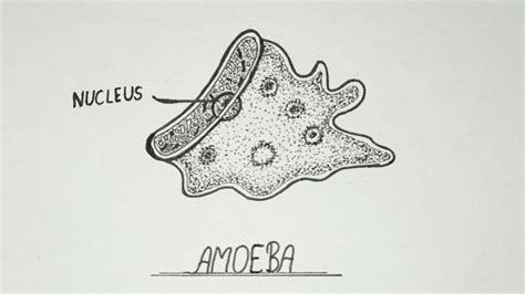 Amoeba Diagram How To Draw Amoeba Labelled Diagram Of Amoeba Youtube