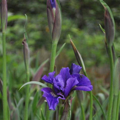 IRIS SIBIRICA 'BLUE KING' - Houtmeyers Plantencentrum en Boomkwekerij ...