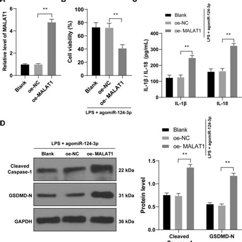 Malat Overexpression Reverses The Inhibiting Role Of Mir P