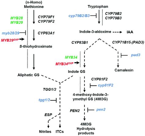 Biosynthesis Of Glucosinolates And Camalexin Schematic Overview Of