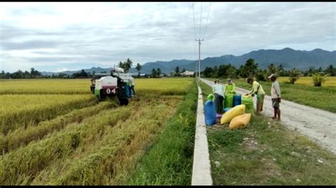 10 Ribu Hektar Sawah Di Sulteng Dimanfaatkan Dukung Program IP400