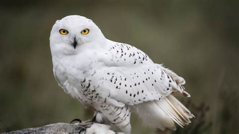 Snowy Owls Are Equipped To Survive In The Frigid Arctic Temperatures