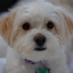 Shih-Poo Breed Information, Characteristics & Heath Problems | DogZone.com