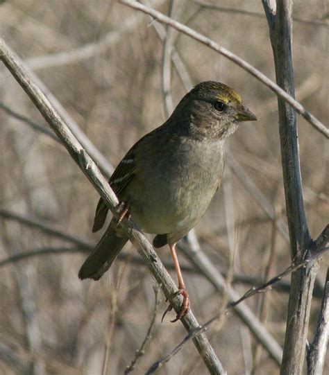 Golden Crowned Sparrow Peterschneekloth Flickr