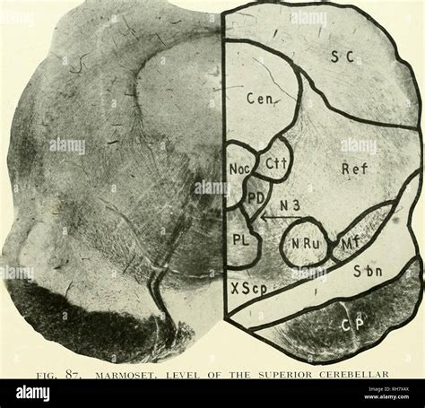 El cerebro del mono al hombre una contribución al estudio de la