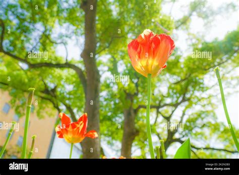 Red Tulips Illuminated By The Sun Stock Photo Alamy