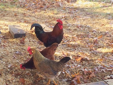 Welsummers Black Cooper Marans And Rhode Island Reds I Have 25 Chicks From My Little Flock As