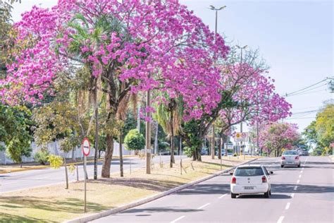 Aniversário de Campo Grande MS quatro curiosidades sobre a cidade