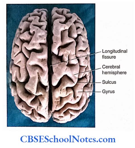 Cerebral Hemispheres Lobes Notes Cbse School Notes