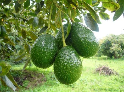 Investigan Raíces De Aguacateros Contra Hongos Imagen Agropecuaria