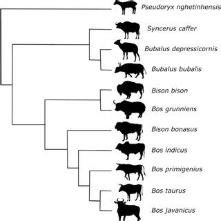 Molecular phylogeny of bovids. The phylogenetic relationships of 11 ...