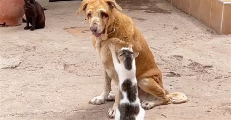 Ces chats au grand cœur redonnent espoir à un chien malade malvoyant