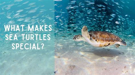 Top 6 Ways Sea Turtles Are Specially Adapted To Survive Youtube