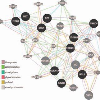 A Network Was Constructed From Genemania Annotation Information For