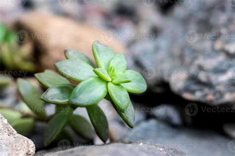 tiny succulents or cactus in desert botanical garden and stone pebbles ...