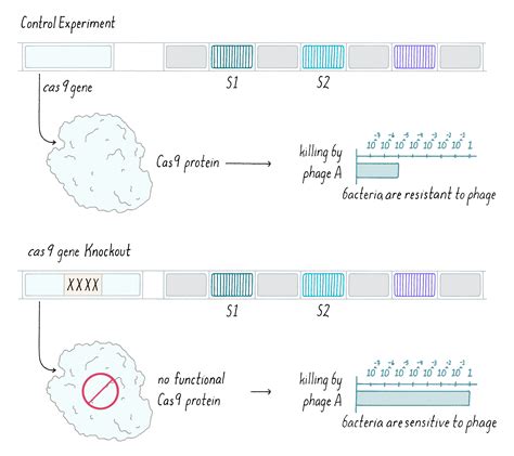 CRISPR Cas Genome Editing Revolution By Rodolphe Barrangou