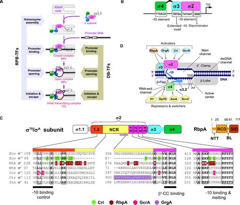 Frontiers The Subunit Remodeling Factors An Emerging Paradigms Of