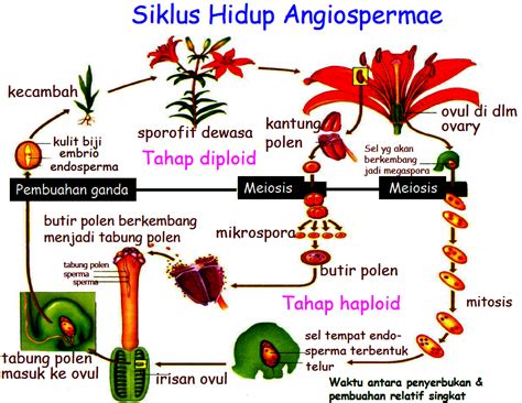 Siklus Hidup Tumbuhan Angiospermae Beserta Proses Dan Strukturnya Riset