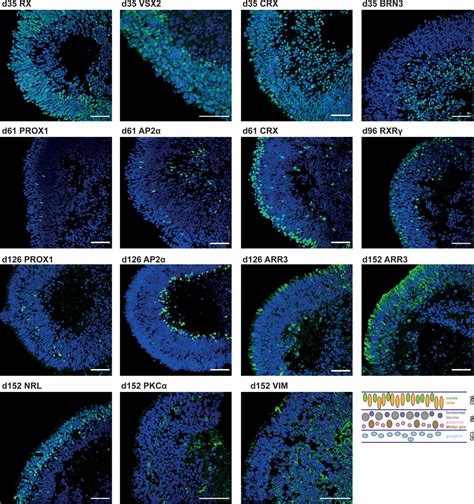 Differentiation Protocol For D Retinal Organoids Immunostaining And