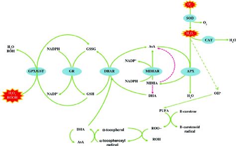 1 Reactive Oxygen Species Detoxification Systems In Plants Modified