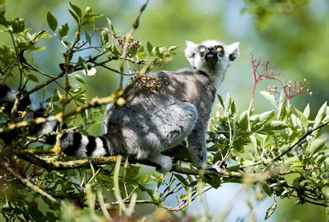 Ring Tailed Lemur - How many rings does a ring tailed lemur have ...