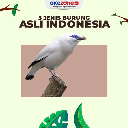 5 Jenis Burung Asli Indonesia 0 Foto Okezone Infografis