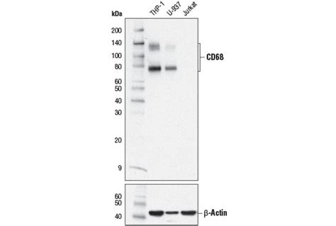 Cd68 Multimab™ Rabbit Mab Mix Cell Signaling Technology