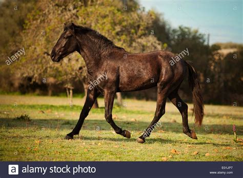 Black Menorquin Stallion Trotting On Meadow Majorca Balearic Stock