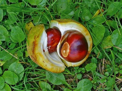 Red Buckeye Tree Nut Graham Forrester