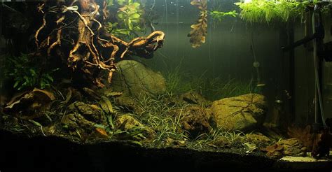 Blackwater Aquarium Guide Setting Up Your Own Blackwater Biotope Artofit