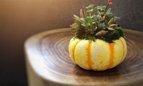 Succulent And Pumpkin Workshop Calhoun Journal