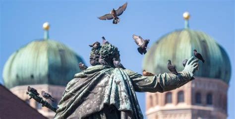 OVB Heimatzeitungen Der Taubenplan für München