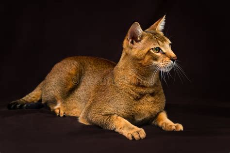 Chausie Gato Abyssinian No Fundo Do Marrom Escuro Foto De Stock