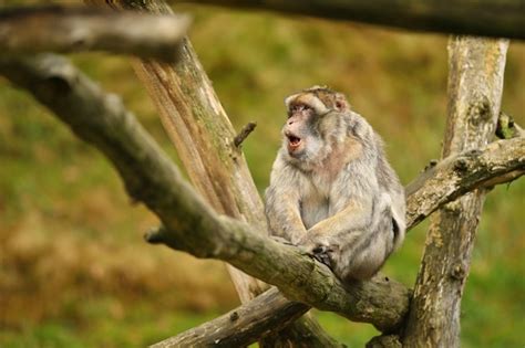 Free Photo | Macaque monkey in the nature looking habitat family care ...