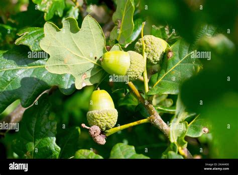 English Or Pedunculate Oak Quercus Robur Close Up Showing Two Acorns