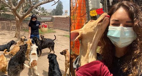 WUF Reactiva Las Visitas Solidarias A 7 Albergues De Perros En Lima