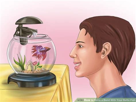 Expert Reviewed How To Grow A Bond With Your Betta Fish