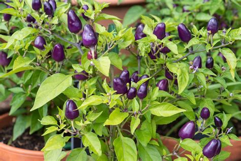 Capsicum Annuum Var Annuum Longum Group Loco Chilli Pepper Loco