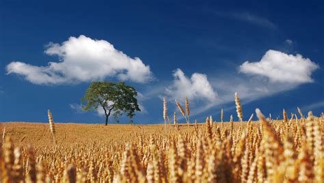 Free Images Tree Nature Horizon Cloud Sky Field Wheat Prairie