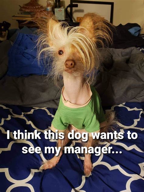 Karen The Dog Rmemes