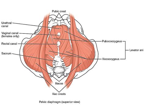 Male Pelvic Anatomy Physiopedia